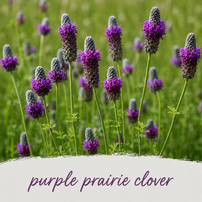 Mini Native Short Pollinator Patch Seed Mix | Prairie Legacy Inc.