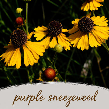 Mini Native Tall Salt & Clay Seed Mix | Prairie Legacy Inc.