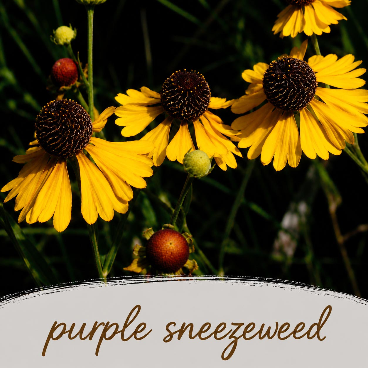 Mini Native Tall Pollinator Patch Seed Mix | Prairie Legacy Inc.
