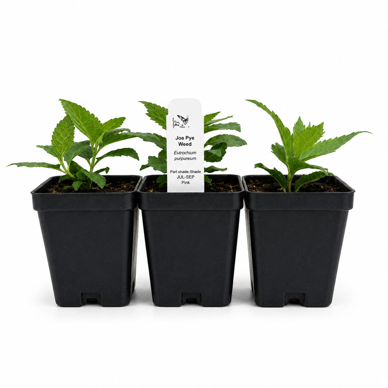 Rain Garden Live Plant Landscape Kit | Prairie Legacy Inc.