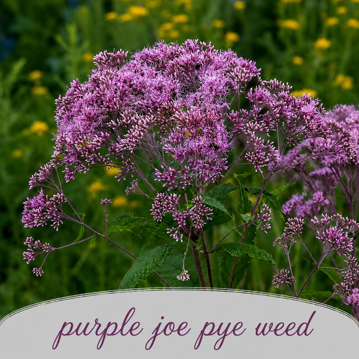 Hummingbird Garden Live Plant Landscape Kit | Prairie Legacy Inc.
