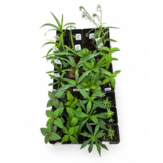 Rain Garden Live Plant Landscape Kit | Prairie Legacy Inc.