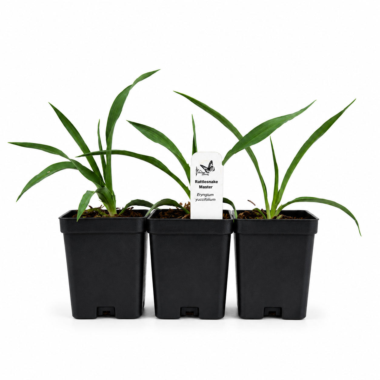 Rain Garden Live Plant Landscape Kit | Prairie Legacy Inc.