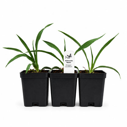 Rain Garden Live Plant Landscape Kit | Prairie Legacy Inc.