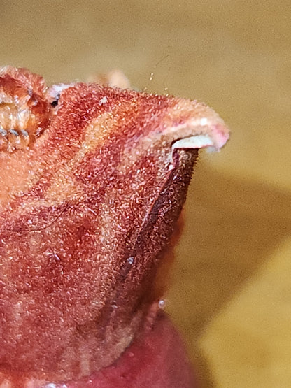 Vintage elf Gnome Santa Spun Cotton Holding Candle Japan AS IS elf67