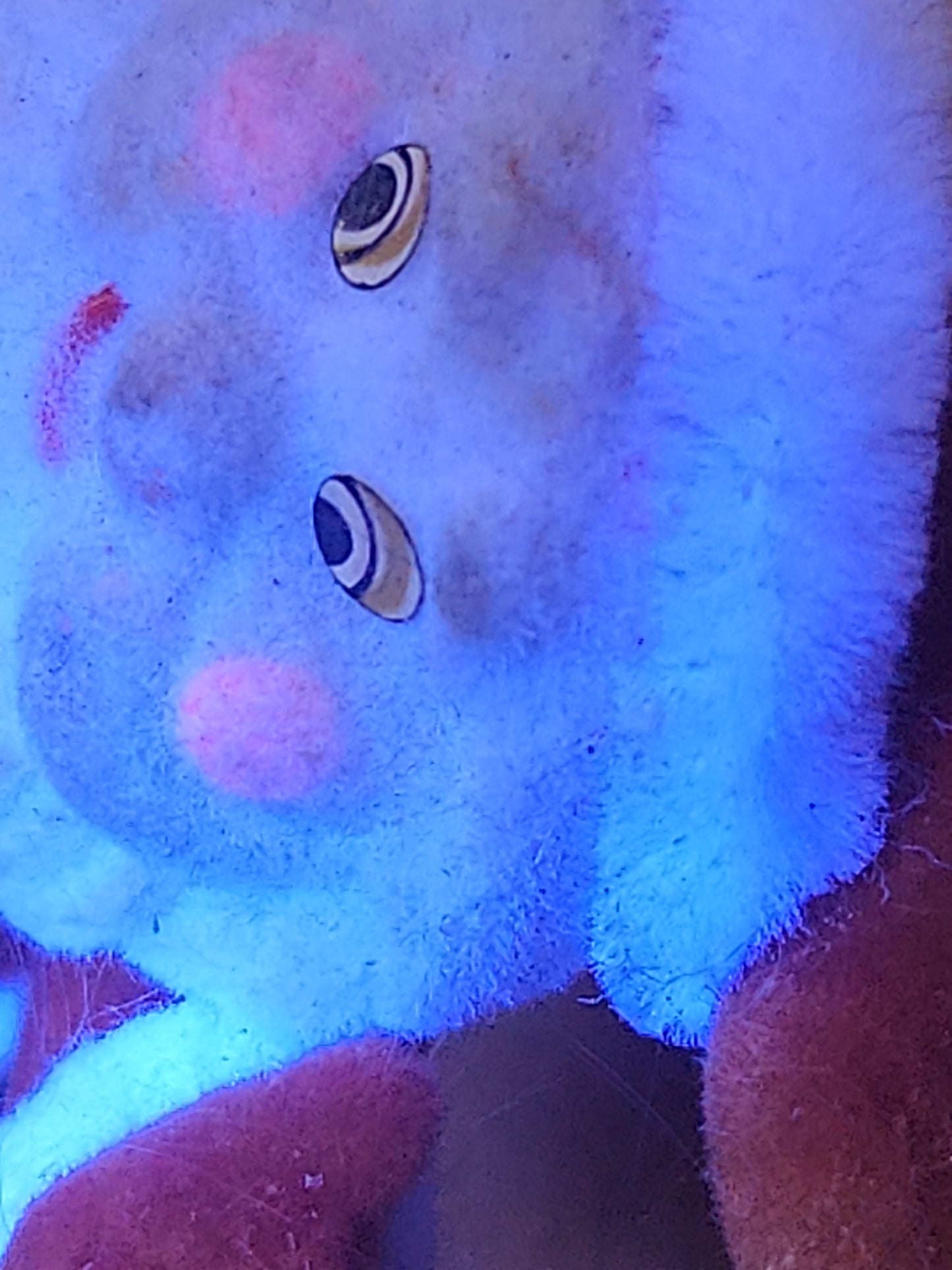 Vintage Flocked Santa CHEEKS GLOW under UV Once on a Pick for Foral Arrangement sf30