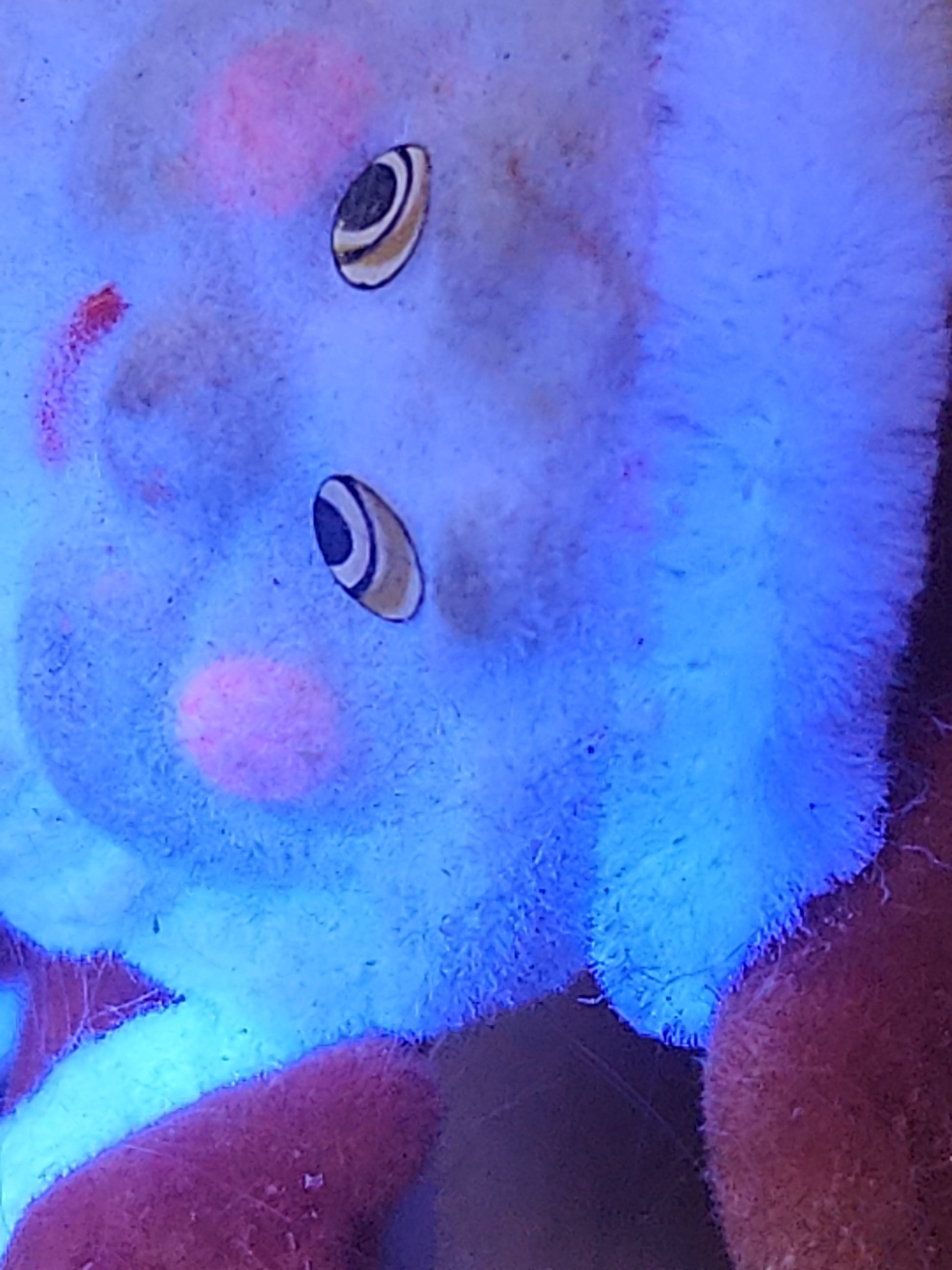 Vintage Flocked Santa CHEEKS GLOW under UV Once on a Pick for Foral Arrangement sf30
