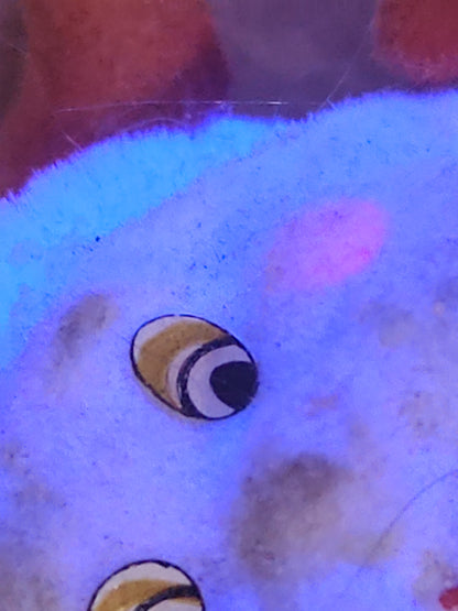 Vintage Flocked Santa CHEEKS GLOW under UV Once on a Pick for Foral Arrangement sf30