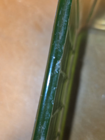 Vintage Uraniun Depression Glass Green Refrigerator Dish AS IS no lid flea bites ug86