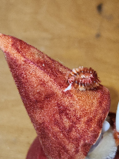 Vintage elf Gnome Santa Spun Cotton Holding Candle Japan AS IS elf67