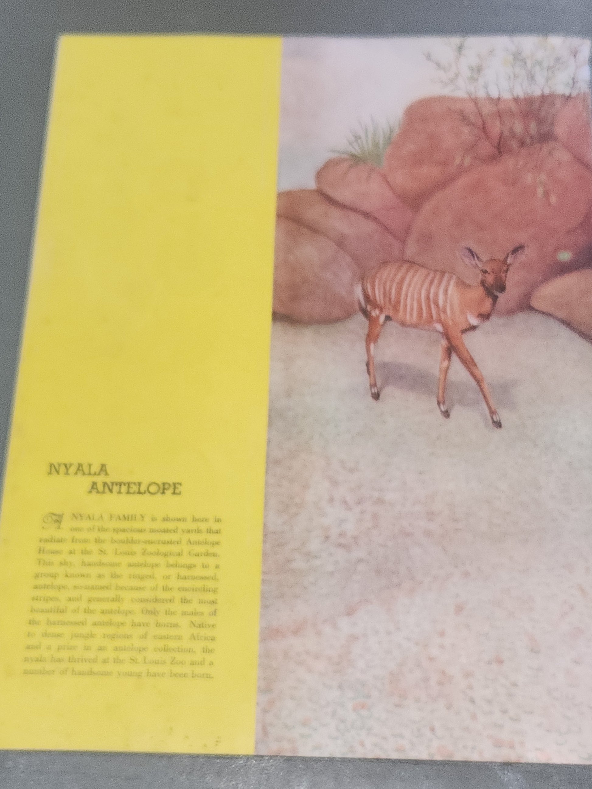 Vintage St. Louis Zoo Album Souvenir Animal Photos and Information, Map 1950 bk98