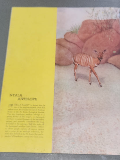 Vintage St. Louis Zoo Album Souvenir Animal Photos and Information, Map 1950 bk98