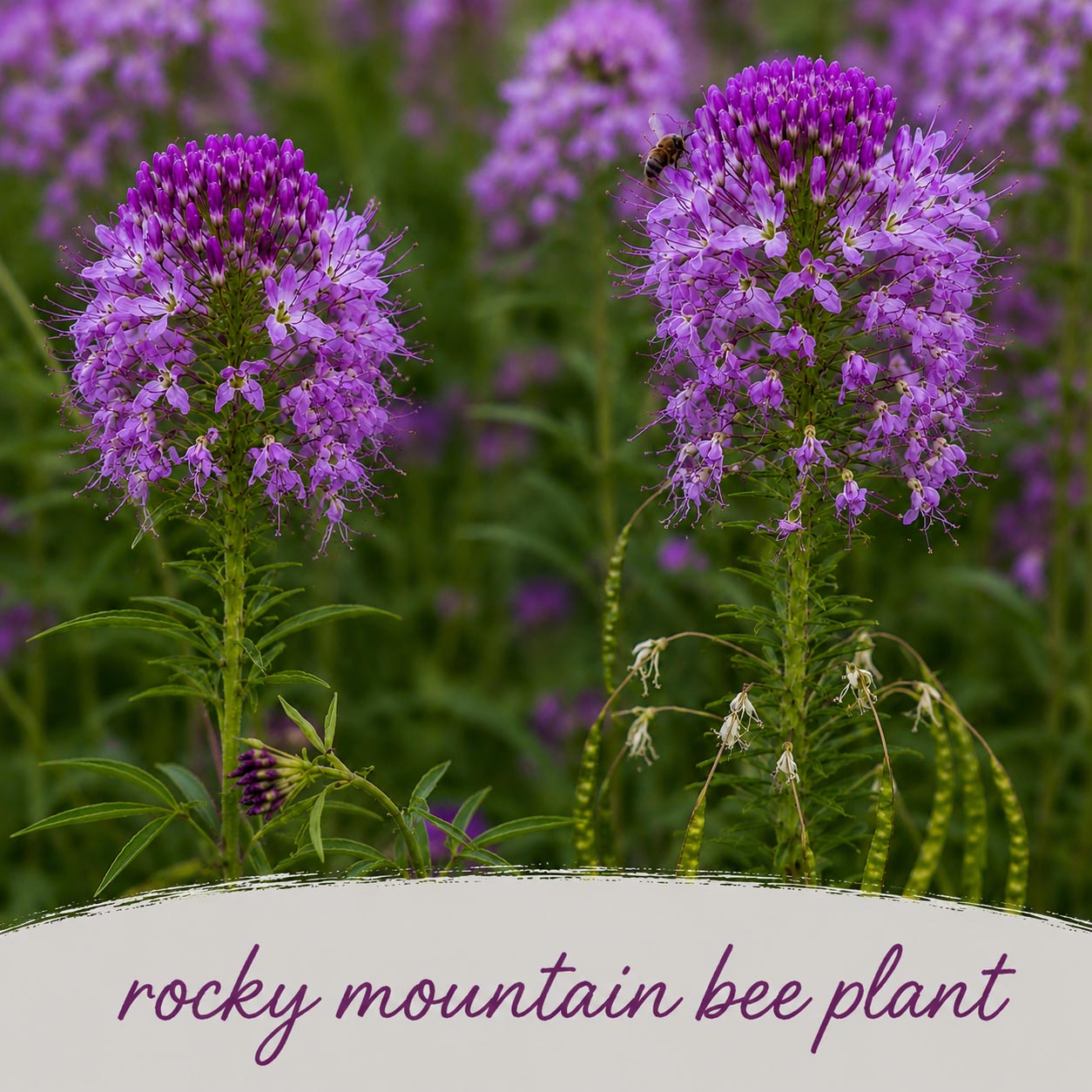 Mini Native Tall Deer & Rabbit Resistent Seed Mix | Prairie Legacy Inc.