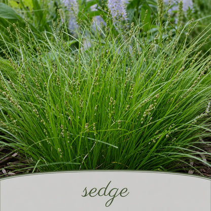 Bird Sanctuary Live Plant Landscape Kit | Prairie Legacy Inc.