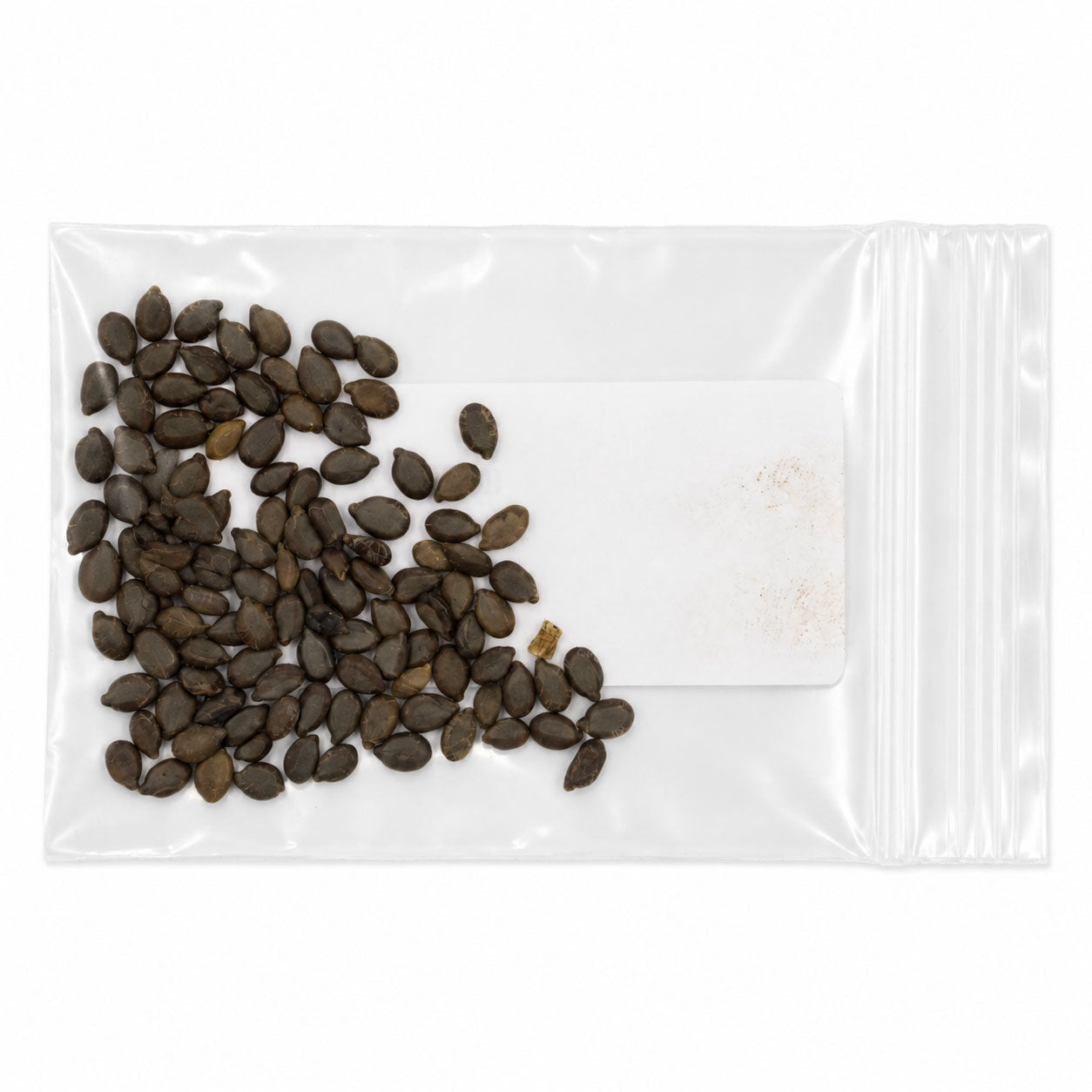Mini Native Tall Hummingbird Seed Mix | Prairie Legacy Inc.