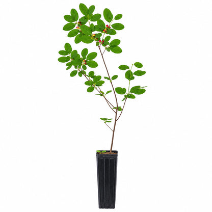 Hummingbird Garden Live Plant Landscape Kit | Prairie Legacy Inc.