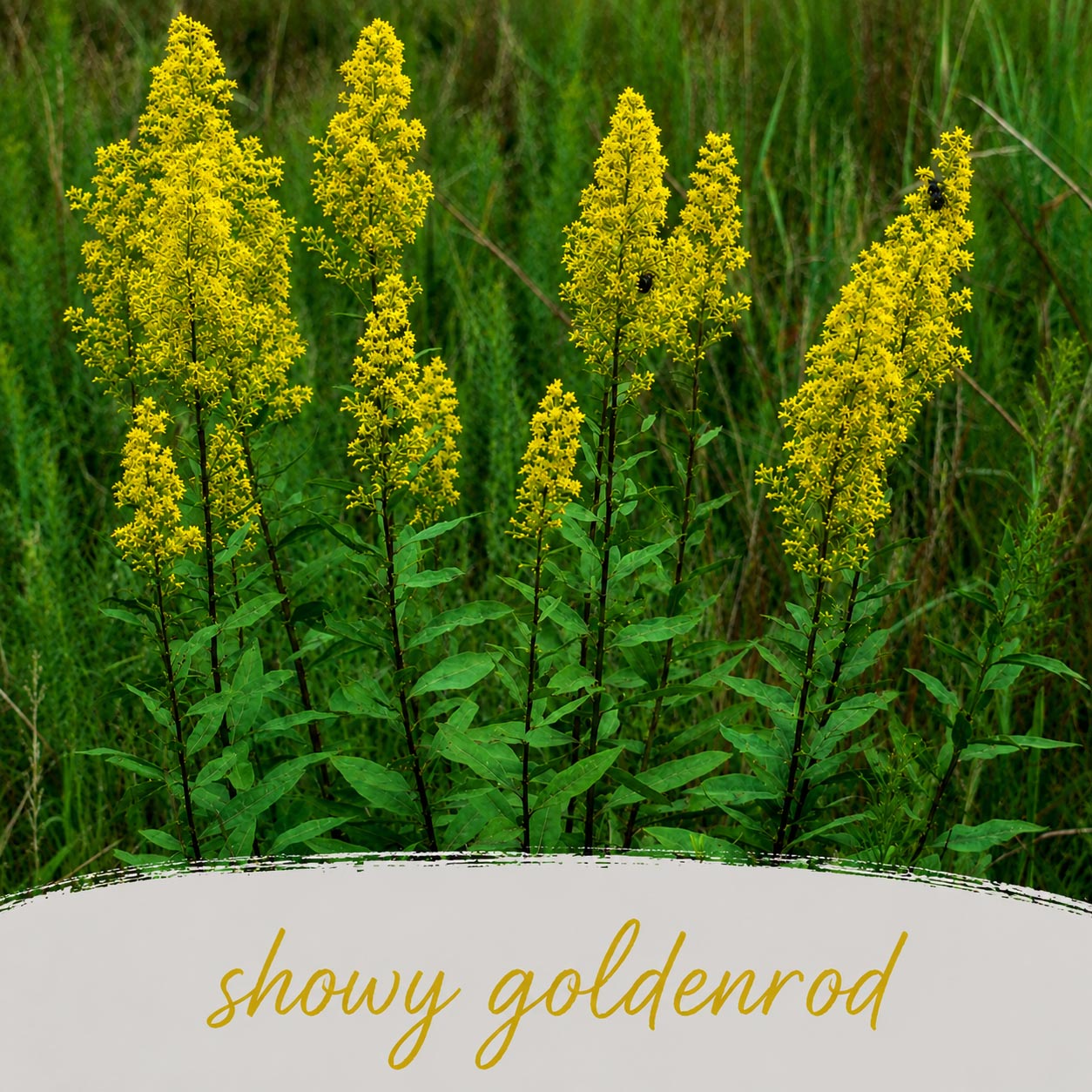 Mini Native Short Pollinator Patch Seed Mix | Prairie Legacy Inc.