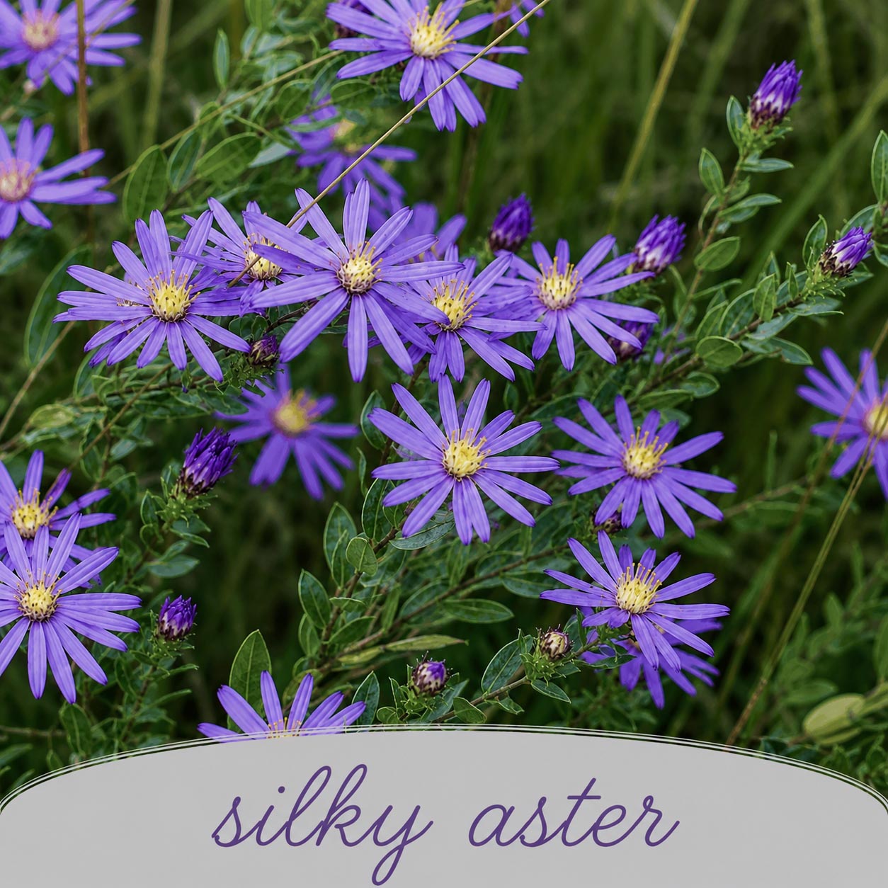 Mini Native Short Pollinator Patch Seed Mix | Prairie Legacy Inc.