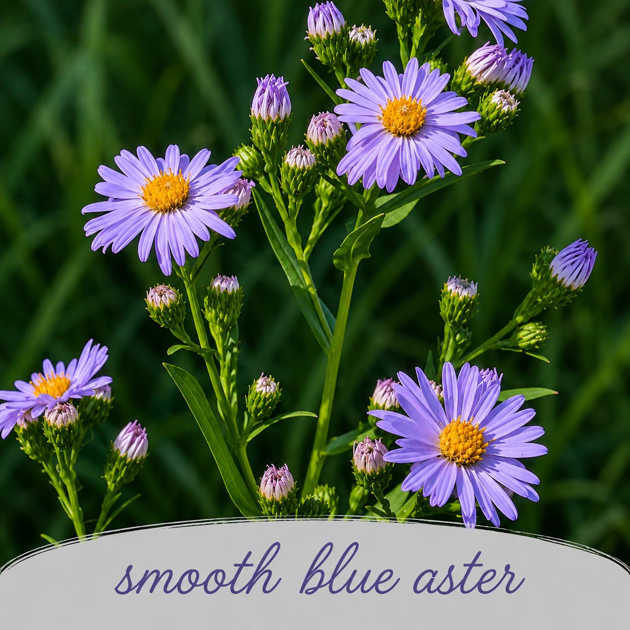 Mini Native Tall Pollinator Patch Seed Mix | Prairie Legacy Inc.