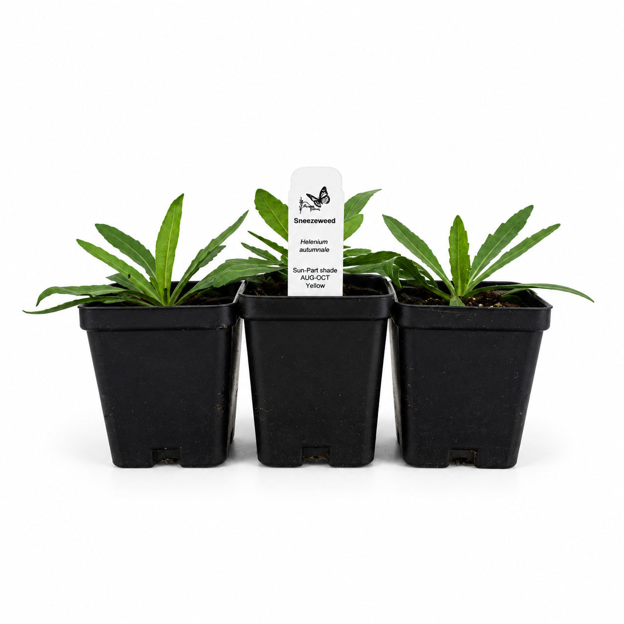 Rain Garden Live Plant Landscape Kit | Prairie Legacy Inc.