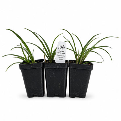 Hummingbird Garden Live Plant Landscape Kit | Prairie Legacy Inc.
