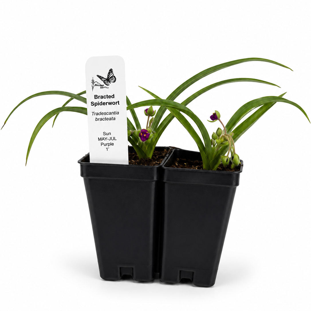 Front Yard Friendly Live Plant Landscape Kit | Prairie Legacy Inc.