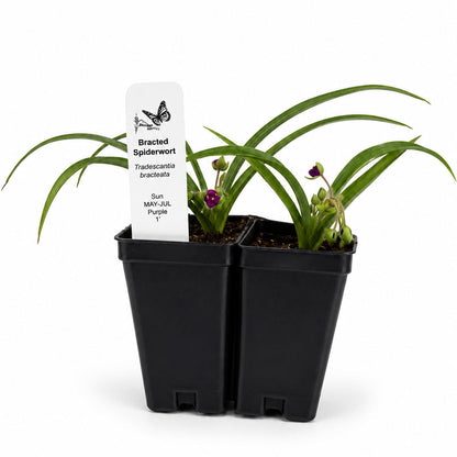 Front Yard Friendly Live Plant Landscape Kit | Prairie Legacy Inc.
