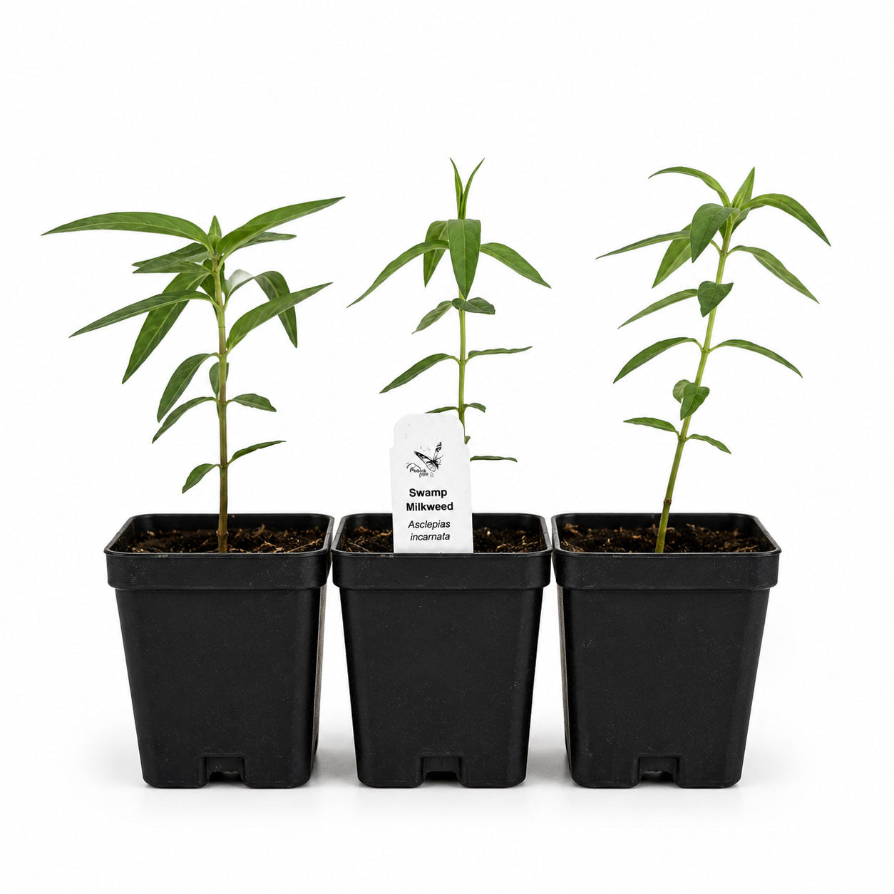 Rain Garden Live Plant Landscape Kit | Prairie Legacy Inc.