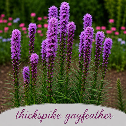 Mini Native Tall Hummingbird Seed Mix | Prairie Legacy Inc.
