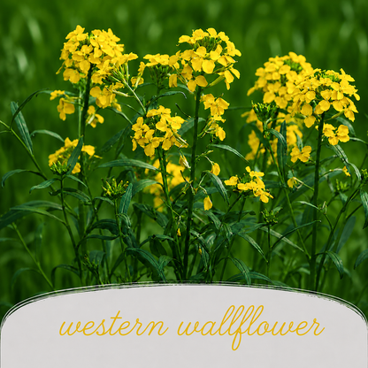 Mini Native Short Pollinator Patch Seed Mix | Prairie Legacy Inc.