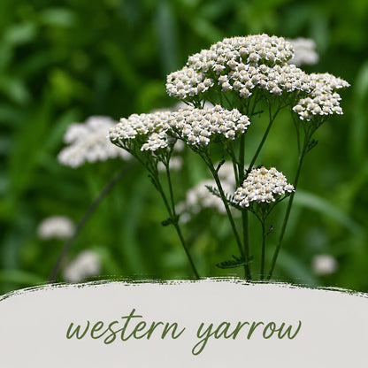 Mini Native Short Salt & Clay Seed Mix | Prairie Legacy Inc.