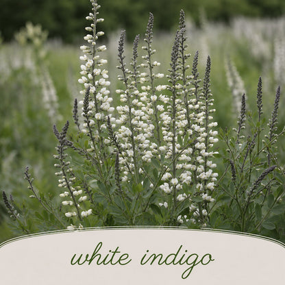 Mini Native Tall Salt & Clay Seed Mix | Prairie Legacy Inc.