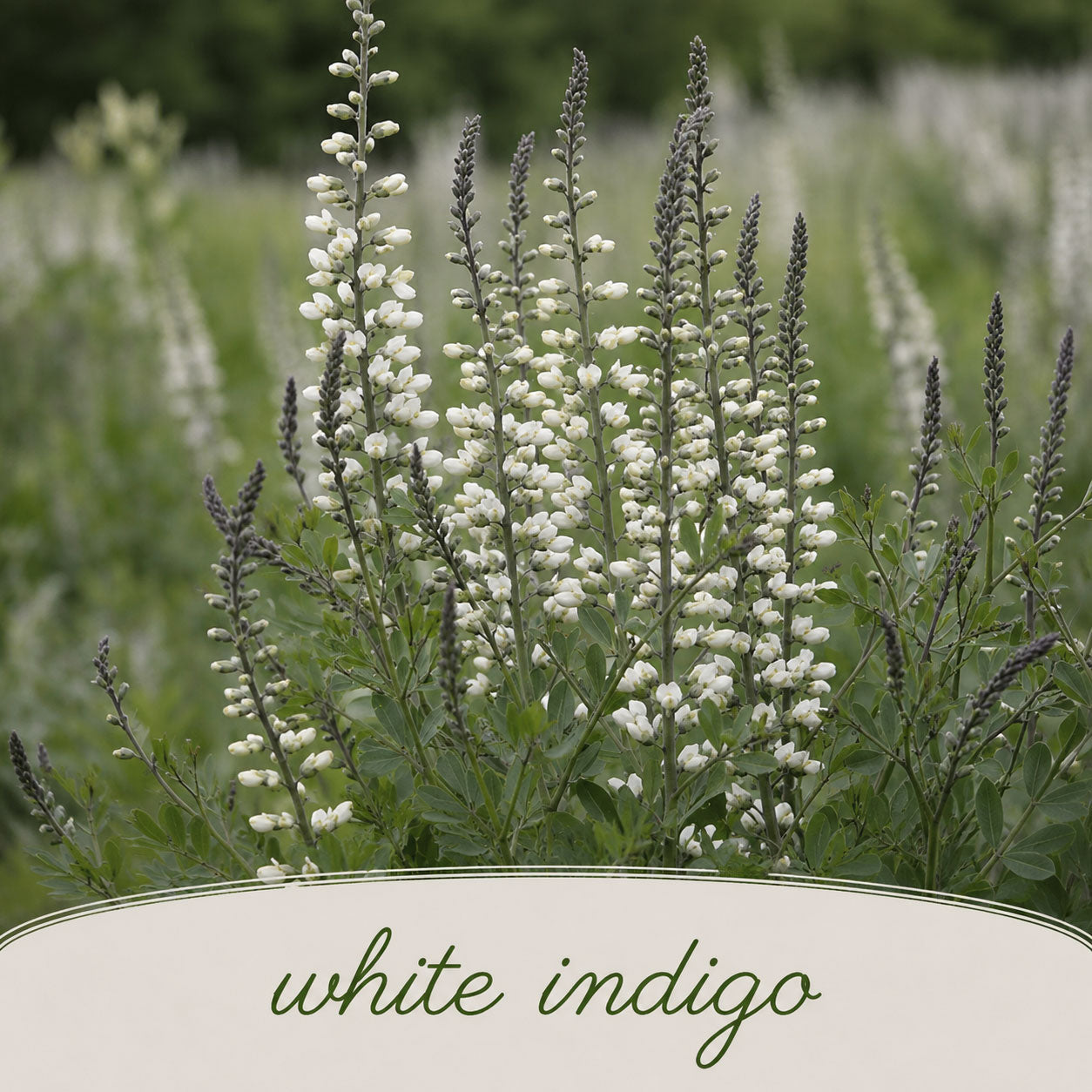 Mini Native Tall Pollinator Patch Seed Mix | Prairie Legacy Inc.