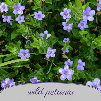 Front Yard Friendly Live Plant Landscape Kit | Prairie Legacy Inc.