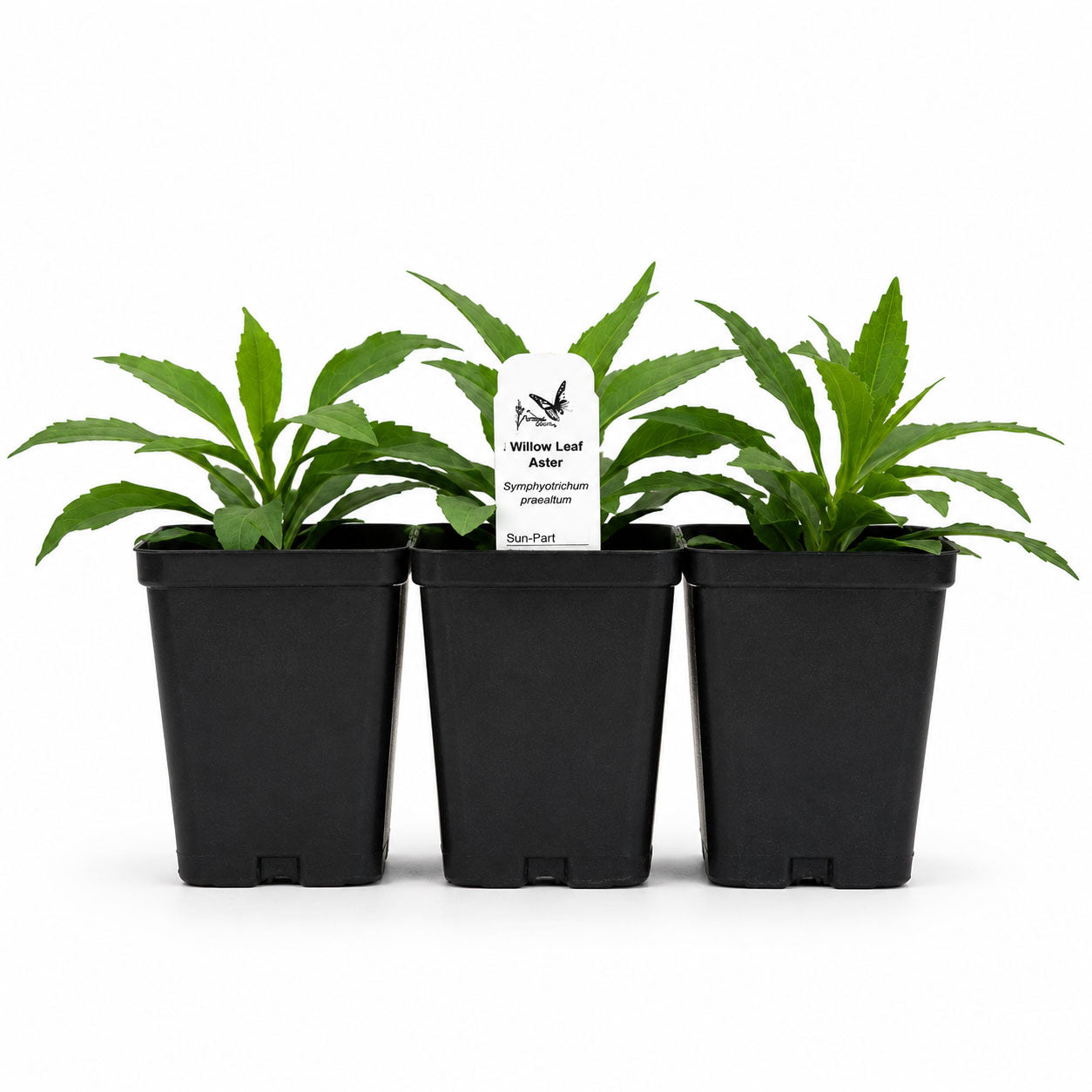 Rain Garden Live Plant Landscape Kit | Prairie Legacy Inc.