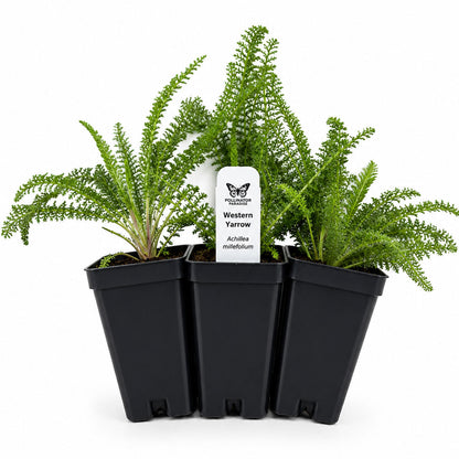 Front Yard Friendly Live Plant Landscape Kit | Prairie Legacy Inc.